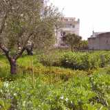 Una panoramica del campo coltivato dai ragazzi dell'associazione bitontina La Mandragora